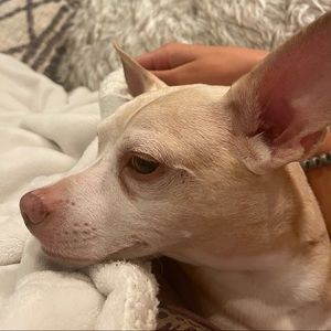 Meet your Posher, Spencer